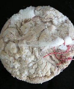 Črevá bravčové 20m